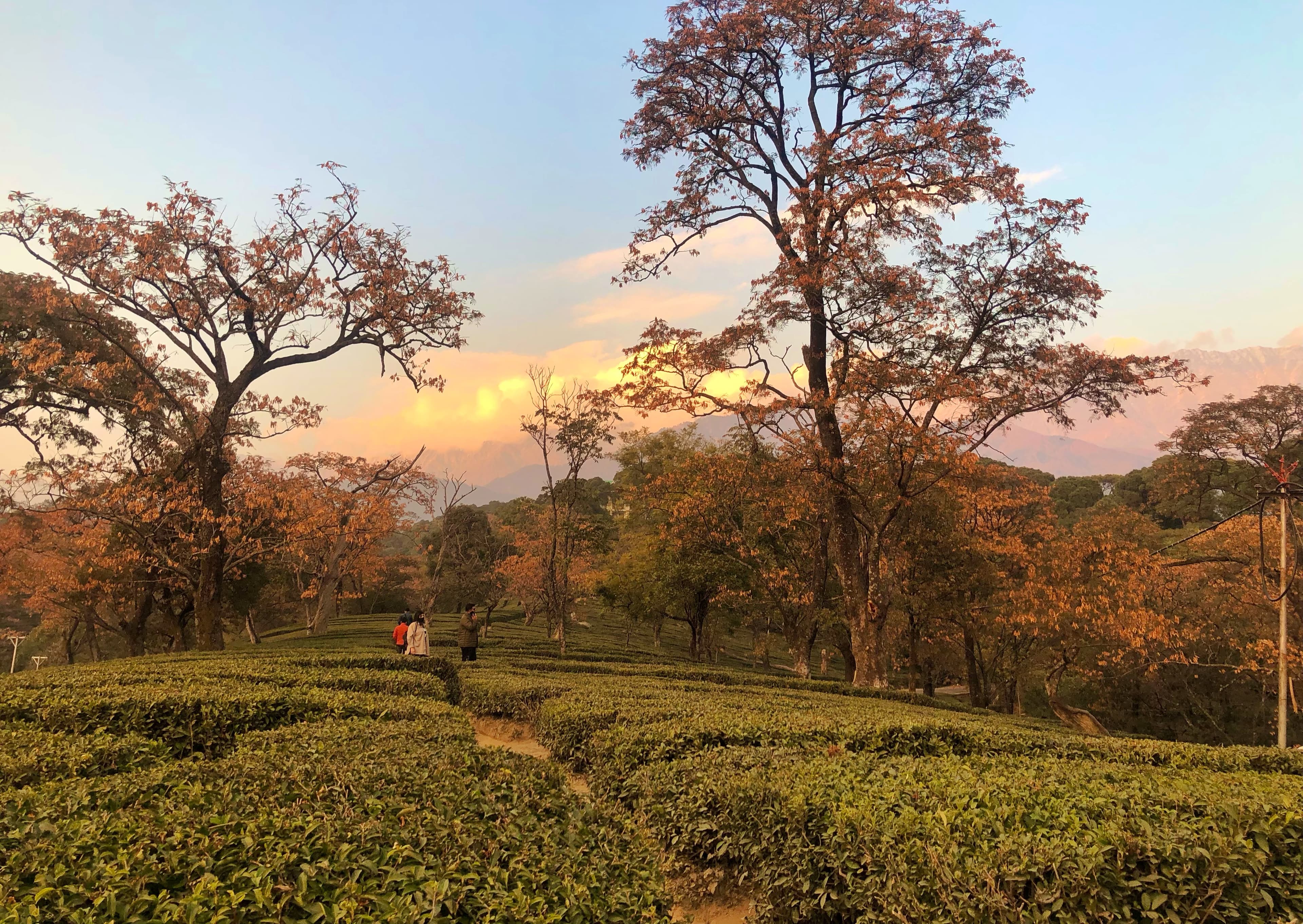 Dharamshala Trip Cost: Complete Budget Guide (2026)